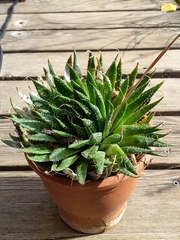 Aristaloe aristata