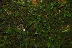 Claopodium crispifolium