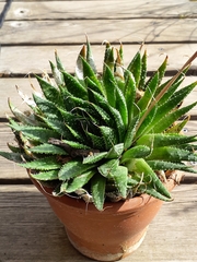Aristaloe aristata