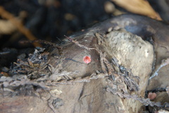 Sarcoscypha coccinea