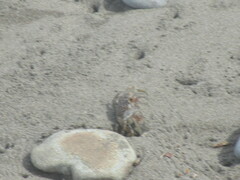 Ocypode occidentalis