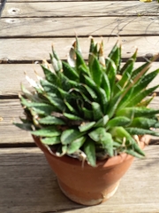 Aristaloe aristata
