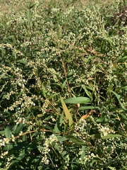 Persicaria punctata