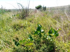 Rumex confertus