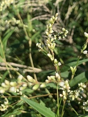 Persicaria punctata