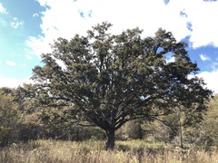 Quercus similis