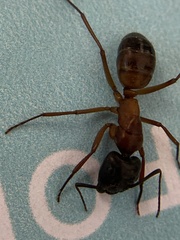 Camponotus sansabeanus