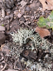 Pseudevernia furfuracea