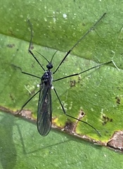 Gnophomyia