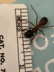 Camponotus sansabeanus