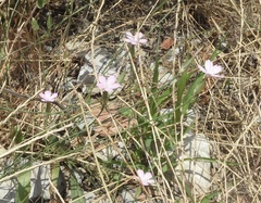 Dianthus strictus
