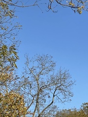 Colaptes