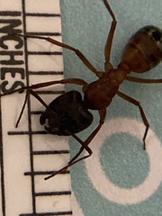 Camponotus sansabeanus