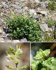 Teucrium flavum glaucum