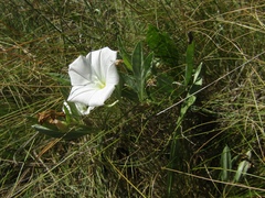 Convolvulus lineatus