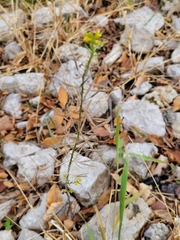 Erysimum cheiranthoides