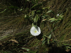 Convolvulus lineatus