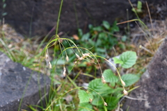 Carex macrogyna