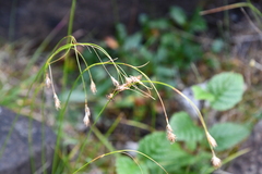 Carex macrogyna