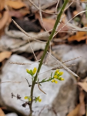 Erysimum cheiranthoides
