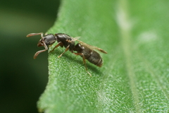 Ponera pennsylvanica