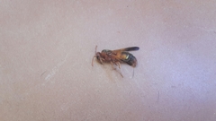 Rhynchium oculatum