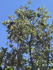 Quercus coccifera