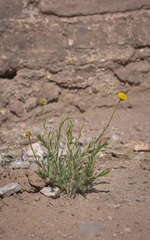 Hysterionica jasionoides