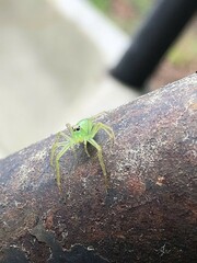 Lyssomanes viridis