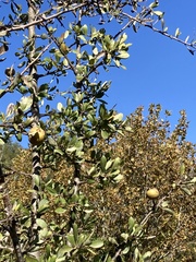 Pyrus spinosa