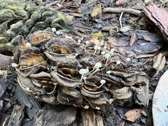 Strobilurus conigenoides