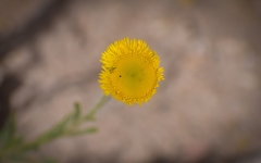 Hysterionica jasionoides