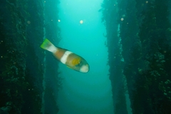 Notolabrus tetricus