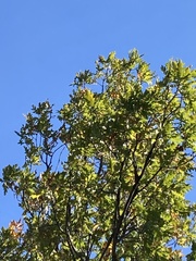 Quercus frainetto