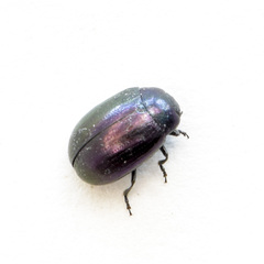 Phaedon purpureus