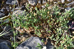 Stellaria crassipes