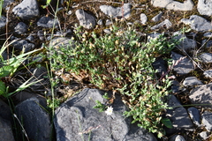 Stellaria crassipes