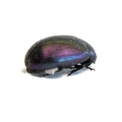 Phaedon purpureus