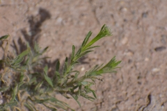 Hysterionica jasionoides