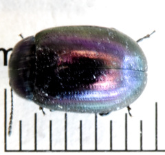 Phaedon purpureus