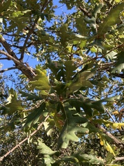 Quercus frainetto