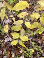 Lonicera morrowii