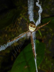 Argiope pulchella