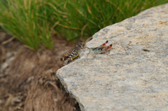 Chorthippus cialancensis