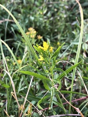 Euthamia leptocephala