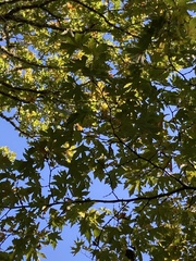 Platanus orientalis
