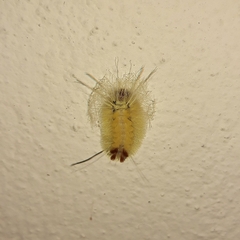 Lophocampa