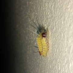 Lophocampa