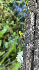 Calymperaceae