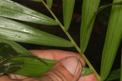 Dypsis